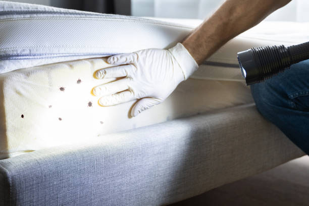 Best Emergency Pest Control  in Eastport, ME