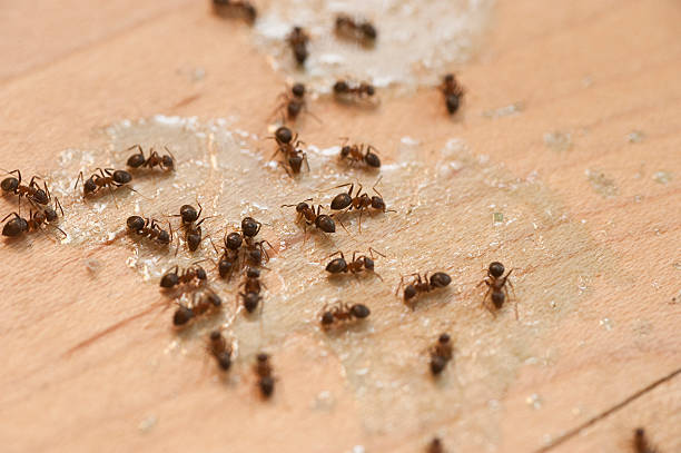 Pest Control for Restaurants in Eastport, ME