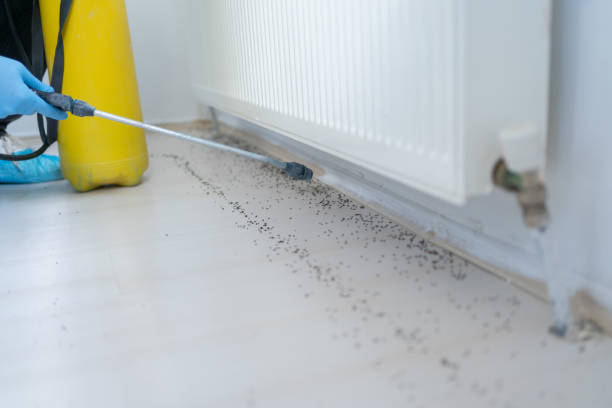 Best Pest Control Near Me in Eastport, ME